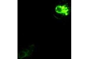 Immunofluorescent staining of Cos7 cells using anti-PROM2 mouse monoclonal antibody (ABIN2452583). (Prominin 2 Antikörper)