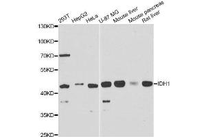 Western blot analysis of extracts of various cell lines, using IDH1 antibody. (IDH1 Antikörper  (AA 1-414))