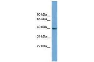 Image no. 1 for anti-Guanine Nucleotide Binding Protein (G Protein), alpha Inhibiting Activity Polypeptide 3 (GNAI3) (AA 43-92) antibody (ABIN6745517)