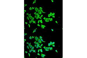 Immunofluorescence analysis of HeLa cells using SERPINB1 antibody (ABIN5973688). (SERPINB1 Antikörper)