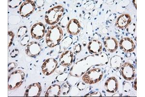 Immunohistochemical staining of paraffin-embedded Human Kidney tissue using anti-TTC32 mouse monoclonal antibody. (TTC32 Antikörper)