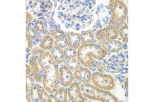 Immunohistochemistry of paraffin-embedded rat kidney using GNAI2 antibody (ABIN6291411) at dilution of 1:100 (40x lens). (GNAI2 Antikörper)