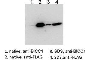 Western blot testing of HEK293 lysate overexpressing human BICC1-FLAG probed with an unrelated BCC1 antibody after immunoprecipitating with either cat # R35086 BICC1 antibody or FLAG antibody in the presence or absence of  SDS. (BICC1 Antikörper)