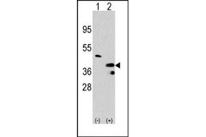 Image no. 1 for anti-Protein Arginine Methyltransferase 1 (PRMT1) (C-Term) antibody (ABIN356519) (PRMT1 Antikörper  (C-Term))