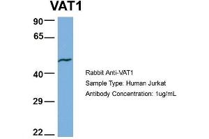 Human Jurkat; Host: Rabbit . (VAT1 Antikörper  (N-Term))