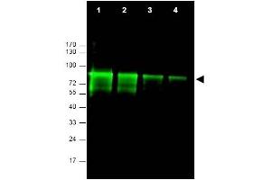 Image no. 1 for anti-MRE11 Meiotic Recombination 11 Homolog A (S. Cerevisiae) (MRE11A) (AA 68-706) antibody (ABIN401319) (Mre11 Antikörper  (AA 68-706))