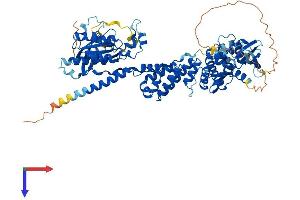 RHOBTB1 Protein (AA 1-695) (His tag)