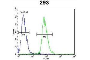 Flow cytometric analysis of 293 cells using ETV5 / ERM Antibody (N-term) Cat. (ETV5 Antikörper  (N-Term))