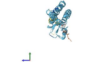 Protein Structure (PS) image for Transmembrane and Coiled-Coil Domains 1 (TMCO1) (AA 1-188) protein (His tag) (ABIN7560196)