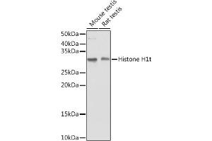 Western blot analysis of extracts of various cell lines, using Histone H1t antibody (ABIN7267716) at 1:1000 dilution. (Histone H1 Antikörper  (AA 150-207))