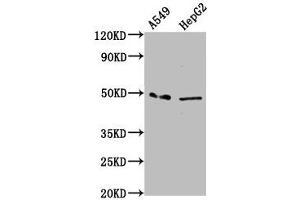 Western Blot Positive WB detected in: A549 whole cell lysate, HepG2 whole cell lysate All lanes: MFSD4A antibody at 3.