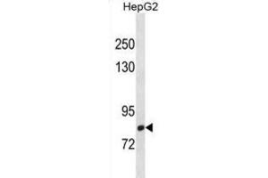 Western Blotting (WB) image for anti-C-Maf Inducing Protein (CMIP) antibody (ABIN3001392) (CMIP Antikörper)