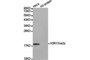Western blot analysis of extracts of HeLa cell line and H3 protein expressed in E. (Histone 3 Antikörper  (H3R17me2s))