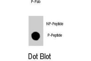 Dot blot analysis of GATA6 (phospho Y271) polyclonal antibody  on nitrocellulose membrane. (GATA6 Antikörper  (pTyr271))