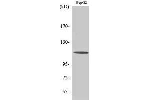Western Blotting (WB) image for anti-CAP-GLY Domain Containing Linker Protein 2 (CLIP2) (C-Term) antibody (ABIN3183956) (CLIP2 Antikörper  (C-Term))