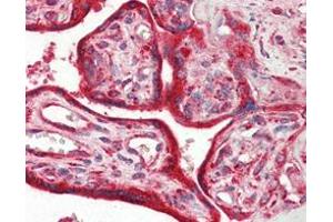 Immunohistochemical analysis of paraffin-embedded human placenta tissues using Calreticulin mouse mAb. (Calreticulin Antikörper)