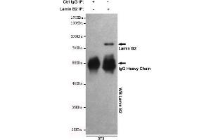 Immunoprecipitation analysis of 3T3 cell lysates using Lamin B2 mouse mAb. (Lamin B2 Antikörper)