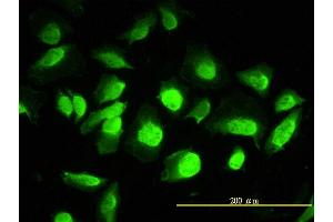 Immunofluorescence (IF) image for anti-Acidic (Leucine-Rich) Nuclear phosphoprotein 32 Family, Member A (ANP32A) (AA 1-249) antibody (ABIN563549)