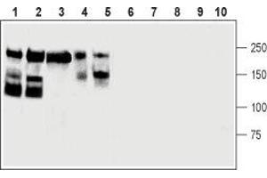 Neural Cell Adhesion Molecule 1 (NCAM1) peptide