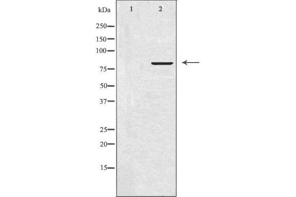 APBB2 Antikörper  (Internal Region)