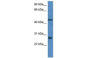 WB Suggested Anti-FGFBP2 Antibody Titration: 0. (FGFBP2 Antikörper  (C-Term))