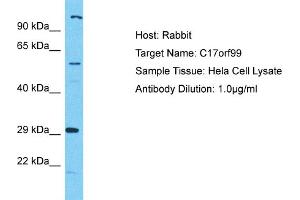 Host: Rabbit Target Name: C17orf99 Sample Type: Hela Whole Cell lysates Antibody Dilution: 1. (C17ORF99 Antikörper  (N-Term))