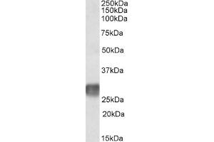 ABIN571118 (2µg/ml) staining of Human Lymph Node lysate (35µg protein in RIPA buffer). (LAIR1 Antikörper  (Internal Region))