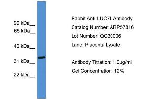 WB Suggested Anti-LUC7L  Antibody Titration: 0. (LUC7L Antikörper  (Middle Region))