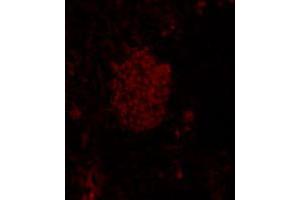 Immunofluorescence analysis of mouse pancreas tissue, using Mnx1 polyclonal antibody  .