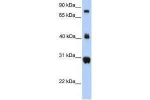 Western Blotting (WB) image for anti-Fibrinogen C Domain Containing 1 (FIBCD1) antibody (ABIN2459362) (FIBCD1 Antikörper)