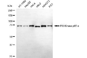 Western blotting analysis using PI3 Kinase p85 alpha antibody (ABIN7799813). (Rekombinanter PIK3R1 Antikörper)
