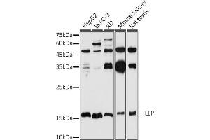Western blot analysis of extracts of various cell lines, using LEP antibody (ABIN1513150, ABIN3021883, ABIN3021885 and ABIN6216821) at 1:1000 dilution. (Leptin Antikörper  (AA 22-167))