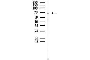 Western blot analysis of lysates from PC12 cells, using MSN Antibody at 1/1000 dilution.