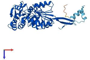 ALDH3B2 Protein (AA 1-385) (His tag)