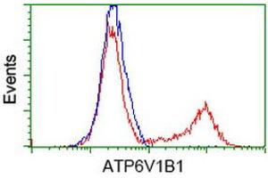 HEK293T cells transfected with either RC209462 overexpress plasmid (Red) or empty vector control plasmid (Blue) were immunostained by anti-ATP6V1B1 antibody (ABIN2454412), and then analyzed by flow cytometry.