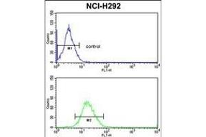 PDIA3 Antibody (C-term) (ABIN389464 and ABIN2839529) flow cytometric analysis of NCI- cells (bottom histogram) compared to a negative control cell (top histogram). (PDIA3 Antikörper  (C-Term))