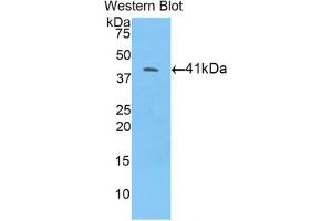 Detection of Recombinant BMP10, Mouse using Polyclonal Antibody to Bone Morphogenetic Protein 10 (BMP10) (BMP10 Antikörper  (AA 314-421))