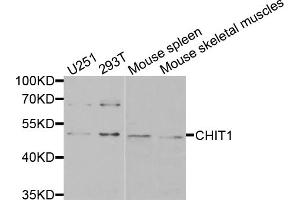Western blot analysis of extracts of various cell lines, using CHIT1 antibody (ABIN5974974) at 1/1000 dilution. (Chitotriosidase 1 Antikörper)