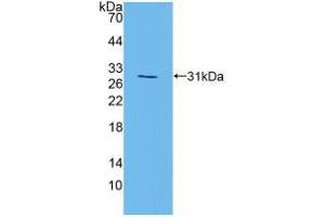 Western blot analysis of recombinant Mouse MAPK7.