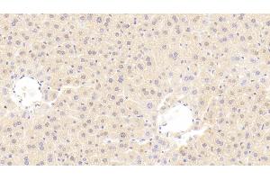 Detection of MMP3 in Mouse Liver Tissue using Polyclonal Antibody to Matrix Metalloproteinase 3 (MMP3) (MMP3 Antikörper  (AA 100-477))