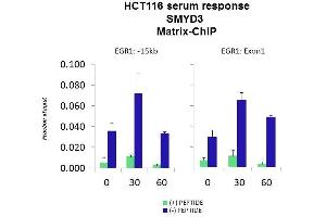 Quiescent human colon carcinoma HCT116 cultures were treated with 10% FBS for three time points (0, 15, 30min) or (0, 30, 60min) were used in Matrix-ChIP and real-time PCR assays at EGR1 gene (Exon1) and 15kb upstream site. (SMYD3 Antikörper  (N-Term))