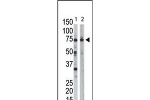 Antibody is used in Western blot to detect RPN1 in HeLa cell lysate (Lane 1) and mouse liver tissue lysate (Lane 2). (RPN1 Antikörper  (C-Term))
