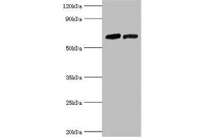 Western blot All lanes: Nuclear receptor subfamily 2 group C member 1 antibody at 10 μg/mL Lane 1: PC-3 whole cell lysate Lane 2: 293T whole cell lysate Secondary Goat polyclonal to rabbit IgG at 1/10000 dilution Predicted band size: 68, 52, 54 kDa Observed band size: 68 kDa (NR2C1 Antikörper  (AA 1-240))