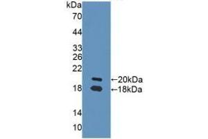 Detection of Recombinant NRG1, Rat using Polyclonal Antibody to Neuregulin 1 (NRG1) (Neuregulin 1 Antikörper  (AA 264-393))