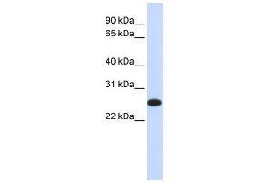 WB Suggested Anti-IL33 Antibody Titration:  0. (IL-33 Antikörper  (N-Term))