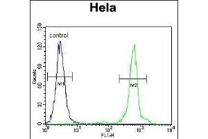 UQCRFS1 Antibody (C-term) (ABIN655606 and ABIN2845090) flow cytometric analysis of Hela cells (right histogram) compared to a negative control cell (left histogram). (UQCRFS1 Antikörper  (C-Term))