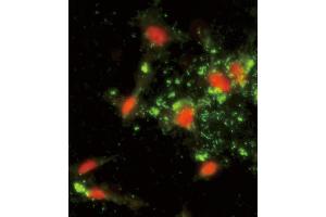 Immunofluorescence analysis of ARPC1A Antibody (C-term) with hela cells. (ARPC1A Antikörper  (C-Term))