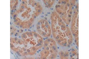 Used in DAB staining on fromalin fixed paraffin- embedded kidney tissue (PLCL1 Antikörper  (AA 890-1095))