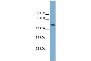 WB Suggested Anti-ACTR3B Antibody Titration: 0. (ACTR3B Antikörper  (N-Term))