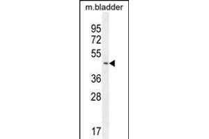 RS2 Antibody (C-term) (ABIN6242575 and ABIN6577319) western blot analysis in mouse bladder tissue lysates (35 μg/lane). (PARS2 Antikörper  (C-Term))